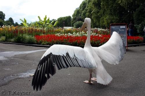 IMG_3541_g (Custom)