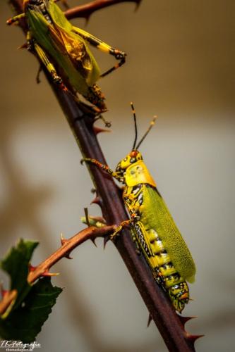IMG_4606
