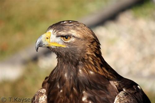 IMG_6079_g (Custom)