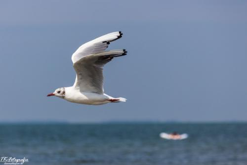 IMG_6816
