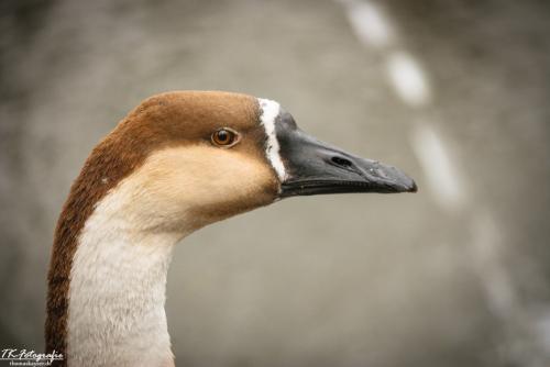 IMG_7358