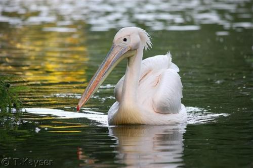 IMG_8412_g (Custom)