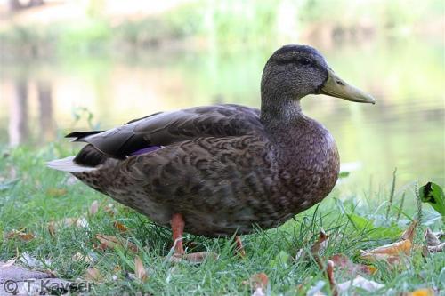 IMG_9245_g (Custom)