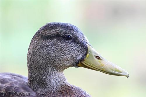 IMG_9248_g (Custom)