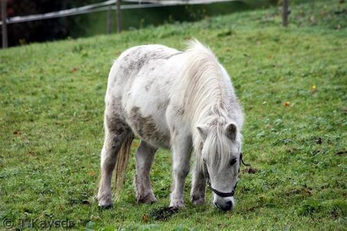 IMG_9689_g (Custom)