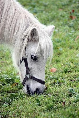IMG_9693_g (Custom)